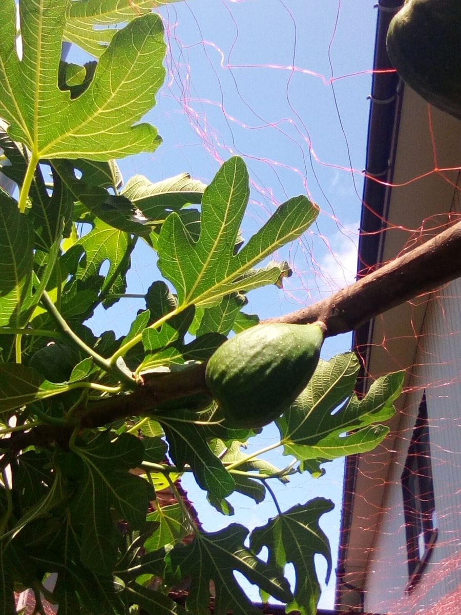 今年こそイチジクの夏果を採るぞ～～