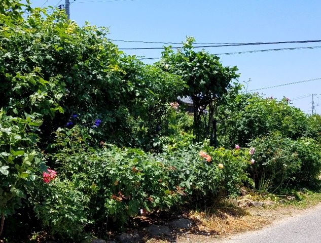 緑に覆われたバラの庭