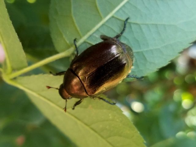 バラの害虫