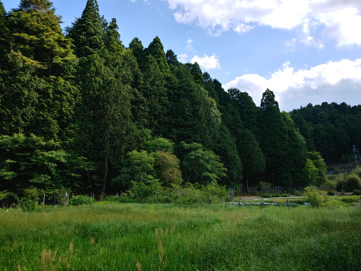 昨日は京都の標高の高いところへ行ってきました。