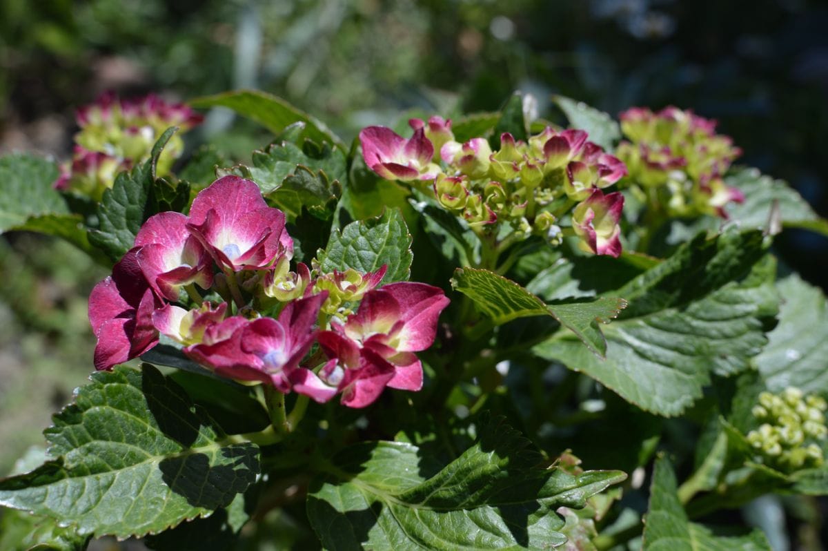 ユリと紫陽花