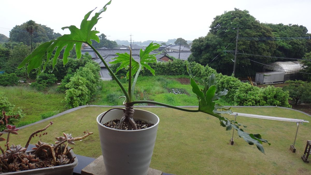 今日は、雨～♪