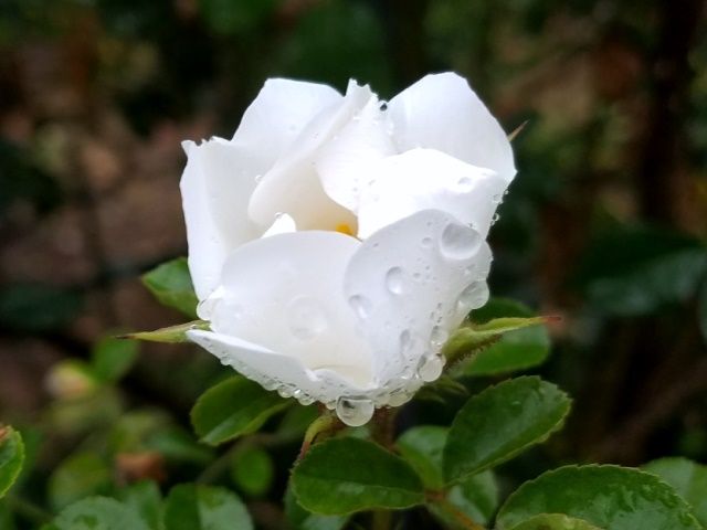 雨の中のバラ②