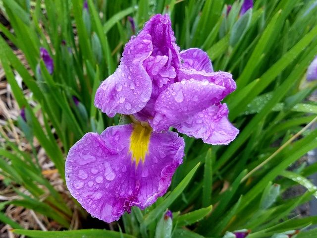 今朝の花菖蒲