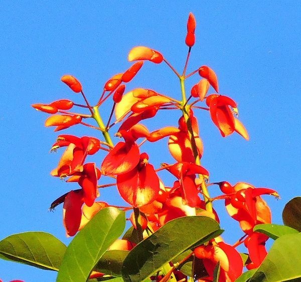 散歩道の花～デイゴ