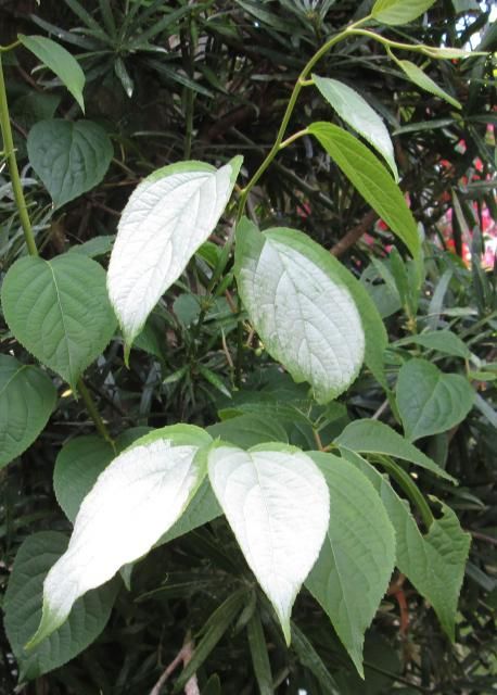 虫たちよ、花が咲くよ～と葉が知らせるマタタビ