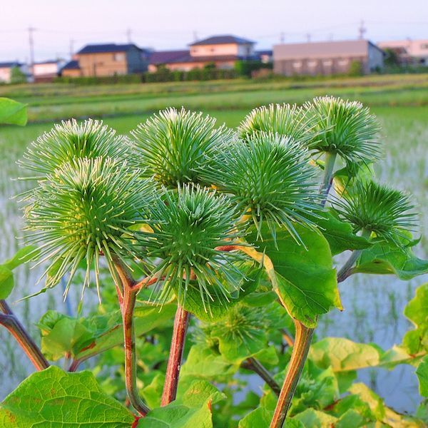 教えてください。