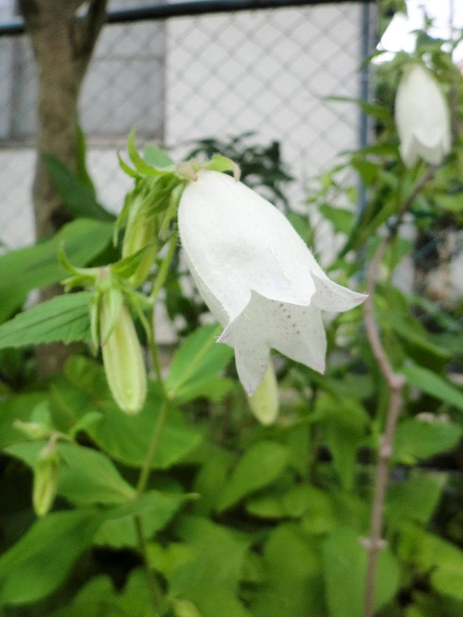 すごく丈夫な花たち