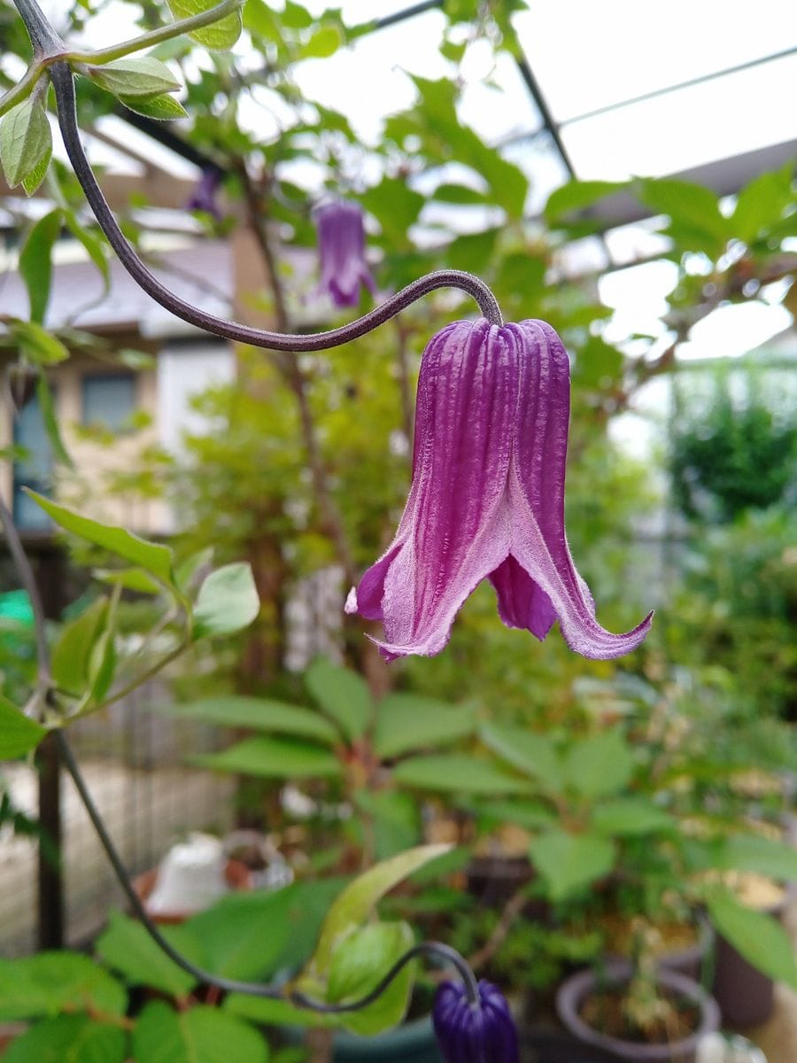 釣鐘形の花と言ったら何を思い浮かべますか 園芸日記by百花繚乱 みんなの趣味の園芸