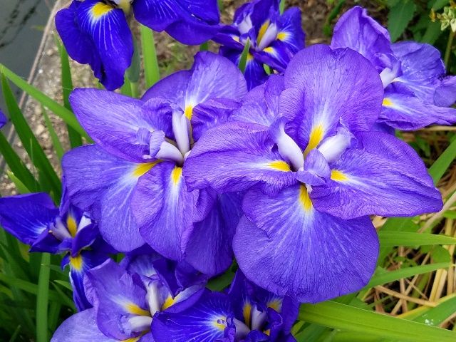 今日の花菖蒲