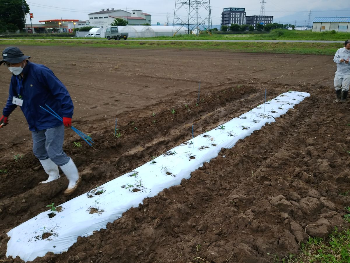 植えつけておりました。