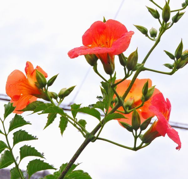 今日の庭から～ノウゼンカズラ開花宣言