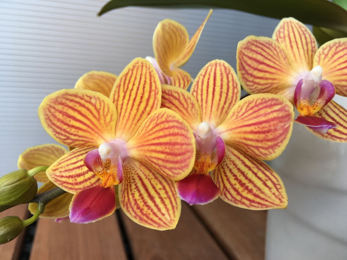 Phal.Chi Tueh Sun Prince