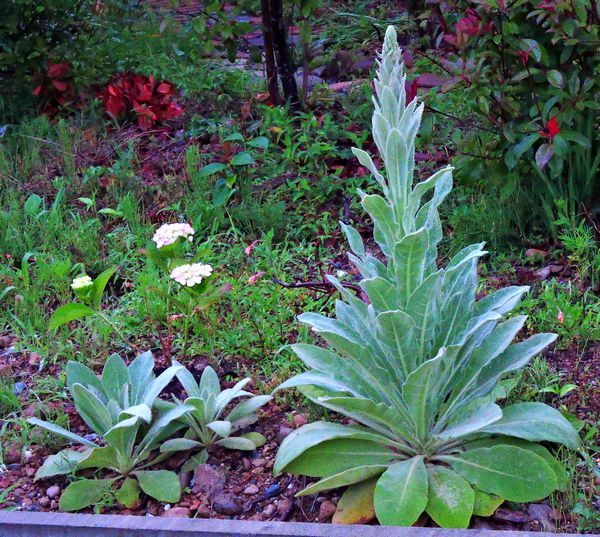 散歩道の花～ビロードモウズイカ