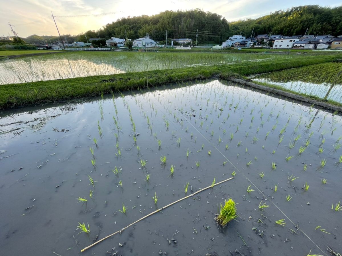 人力田植えスタート！