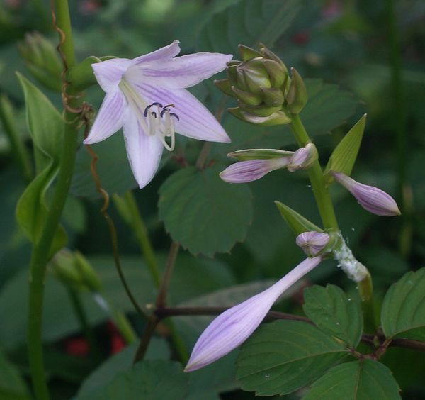 今日の庭から～ホスタ開花