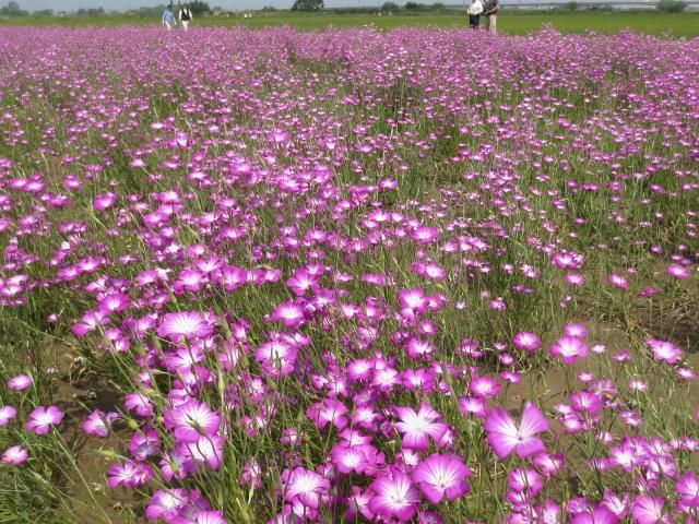 市内　花まつり　１