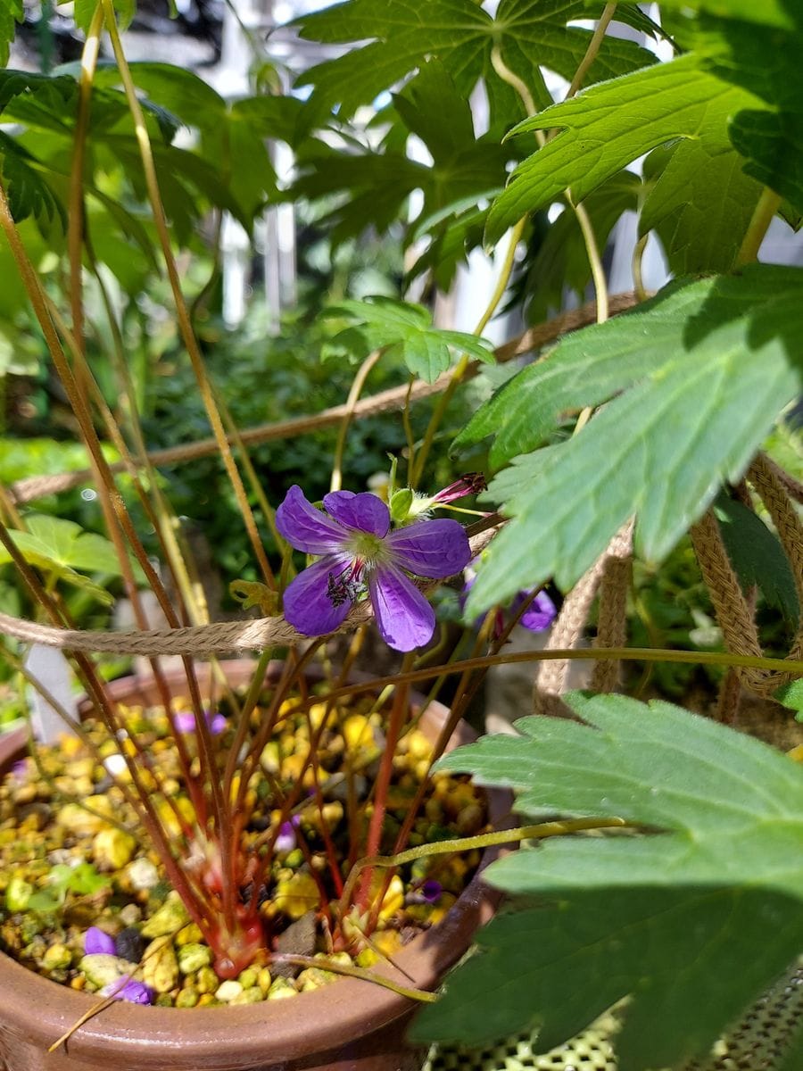 栗花落～梅雨入り