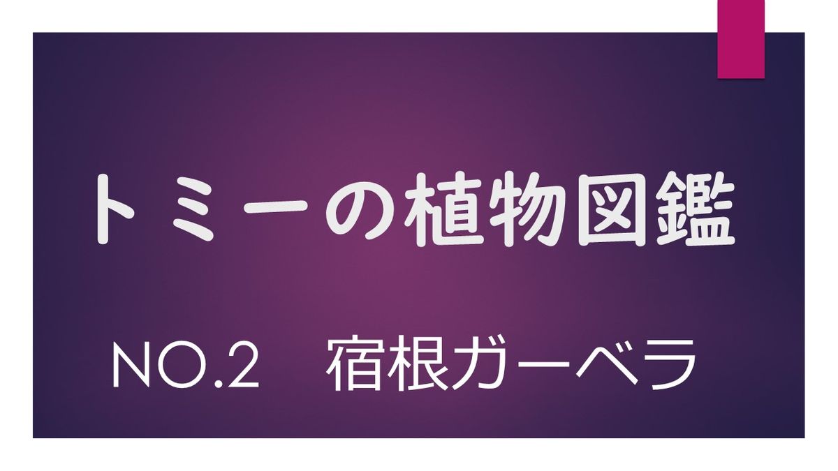 トミー植物図鑑　No.2【宿根ガーベラ】＃21