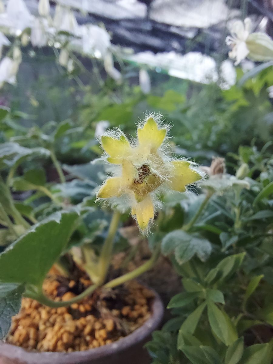 高山植物その後