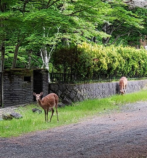 山中湖の塚原さんをお訪ねしました。