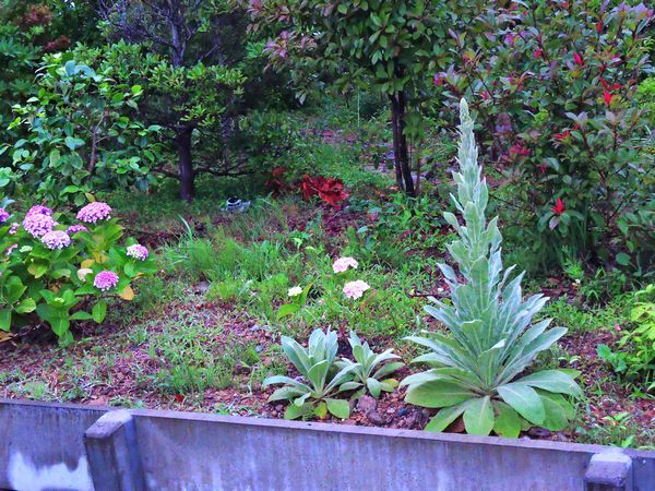 散歩道の花～ビロードモウズイカ