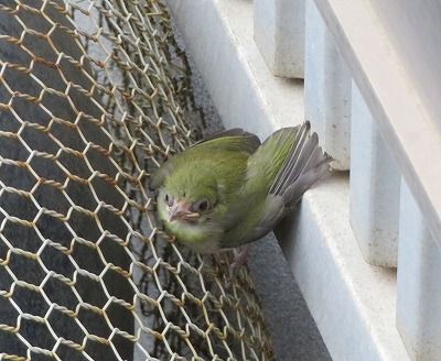 庭にメジロ・・まだ雛だぞ・・・