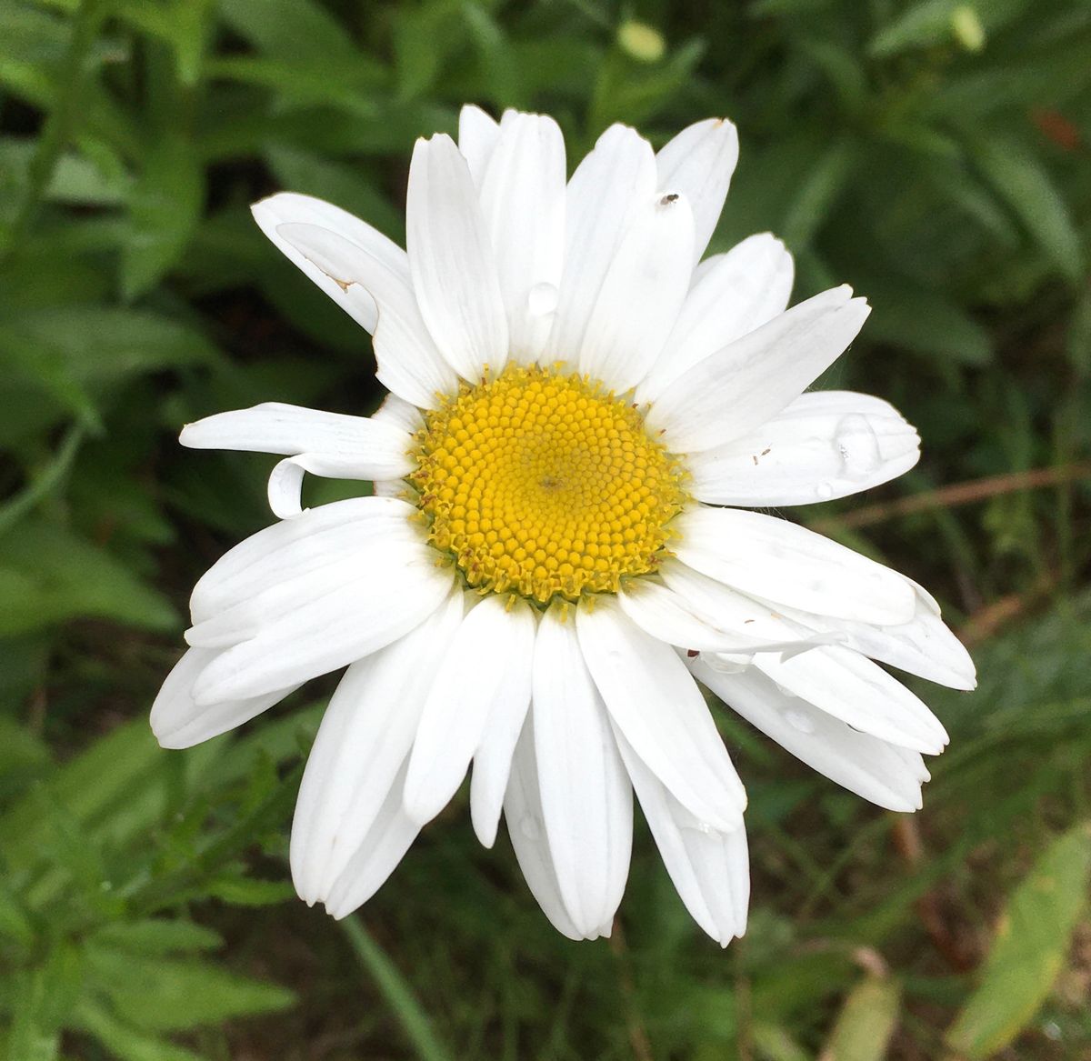 花火のように（虫の話、ちらっとあり）