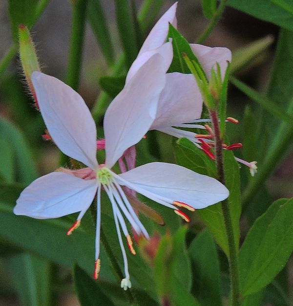 散歩道の花～アガパンサス