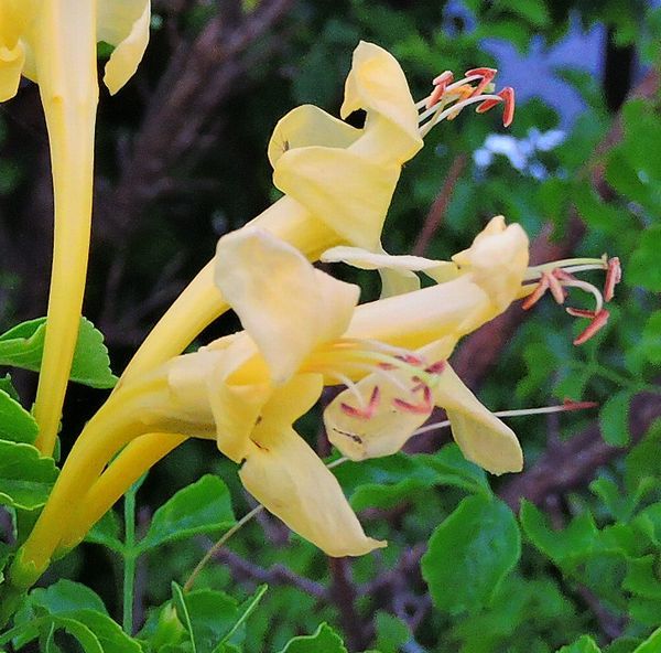 散歩道の花～姫ノウゼンカズラ