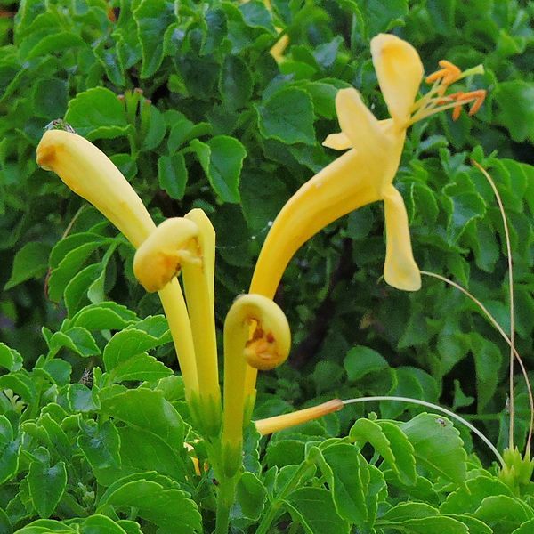 散歩道の花～姫ノウゼンカズラ