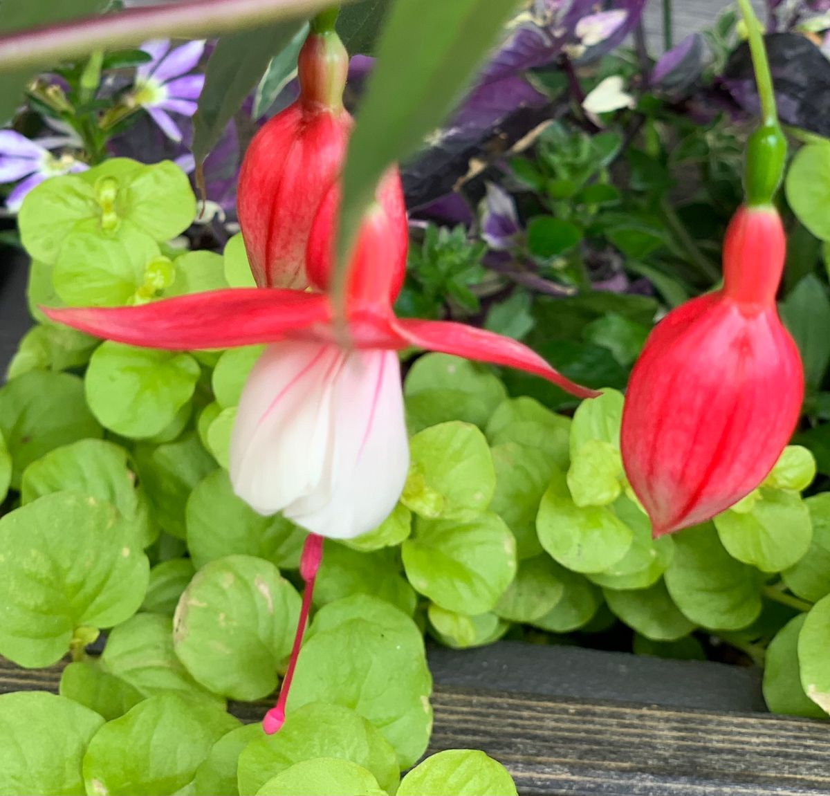 今日の花