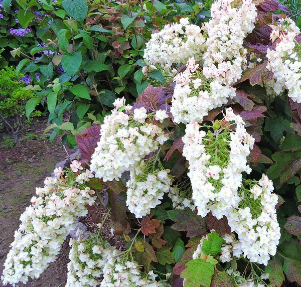 散歩道の花～柏葉アジサイ