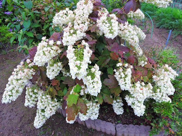 散歩道の花～柏葉アジサイ