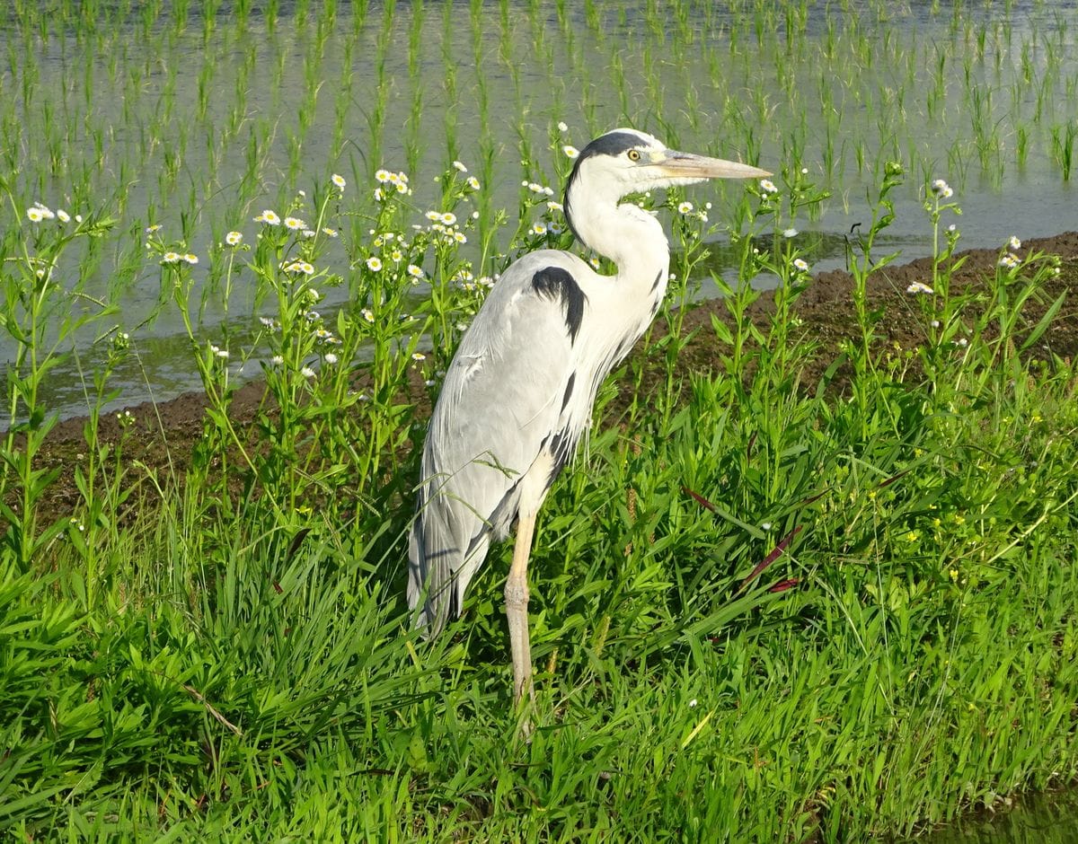 鳥と草と、虫の話