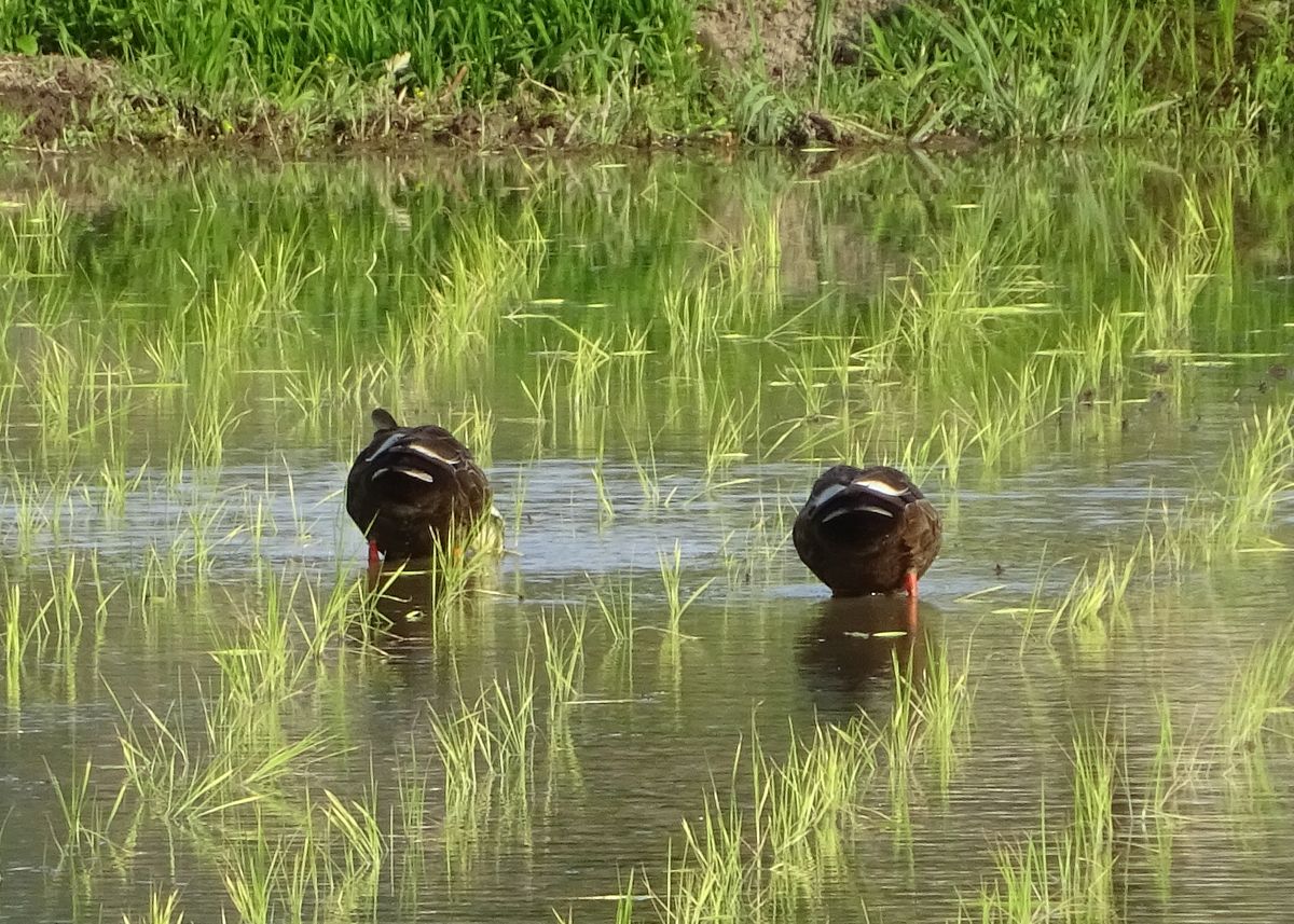 鳥と草と、虫の話