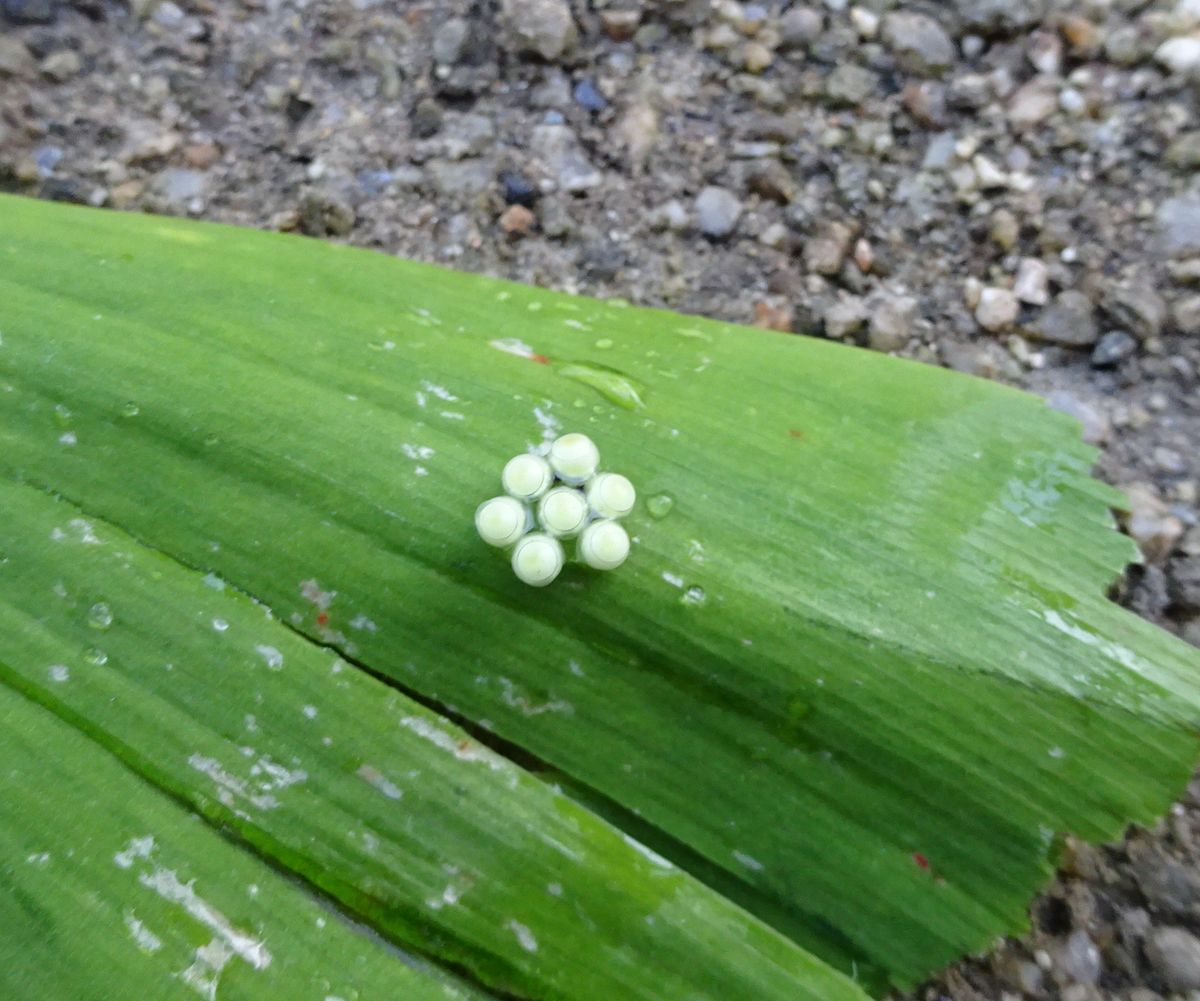 鳥と草と、虫の話