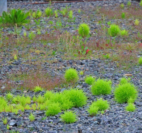 散歩道の花～ビロードモウズイカの観察