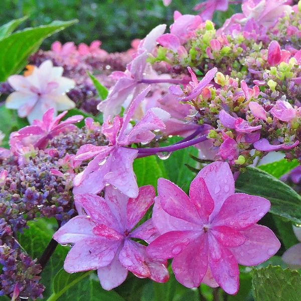 散歩道の花～雨上がりのアジサイ