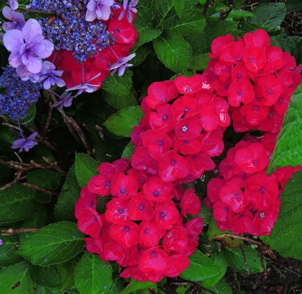 散歩道の花～雨上がりのアジサイ