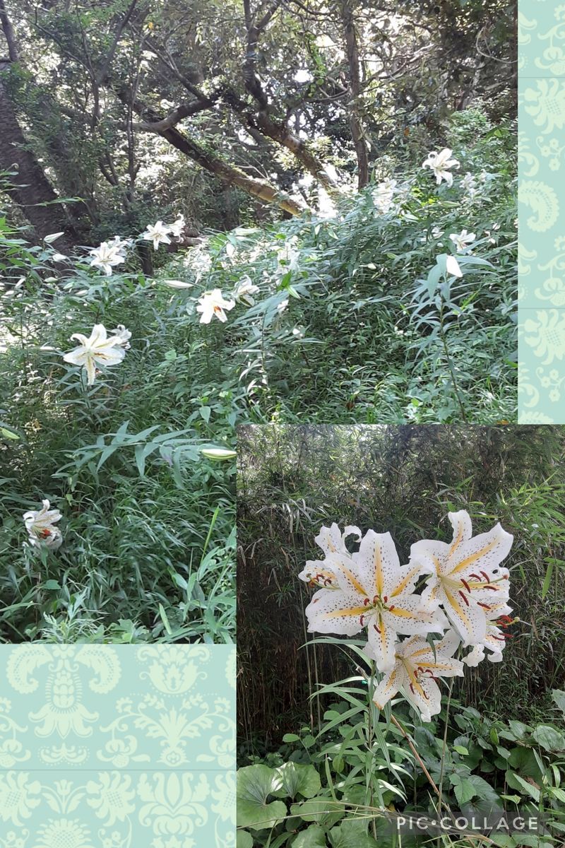 季節の花を見られるって幸せ💓