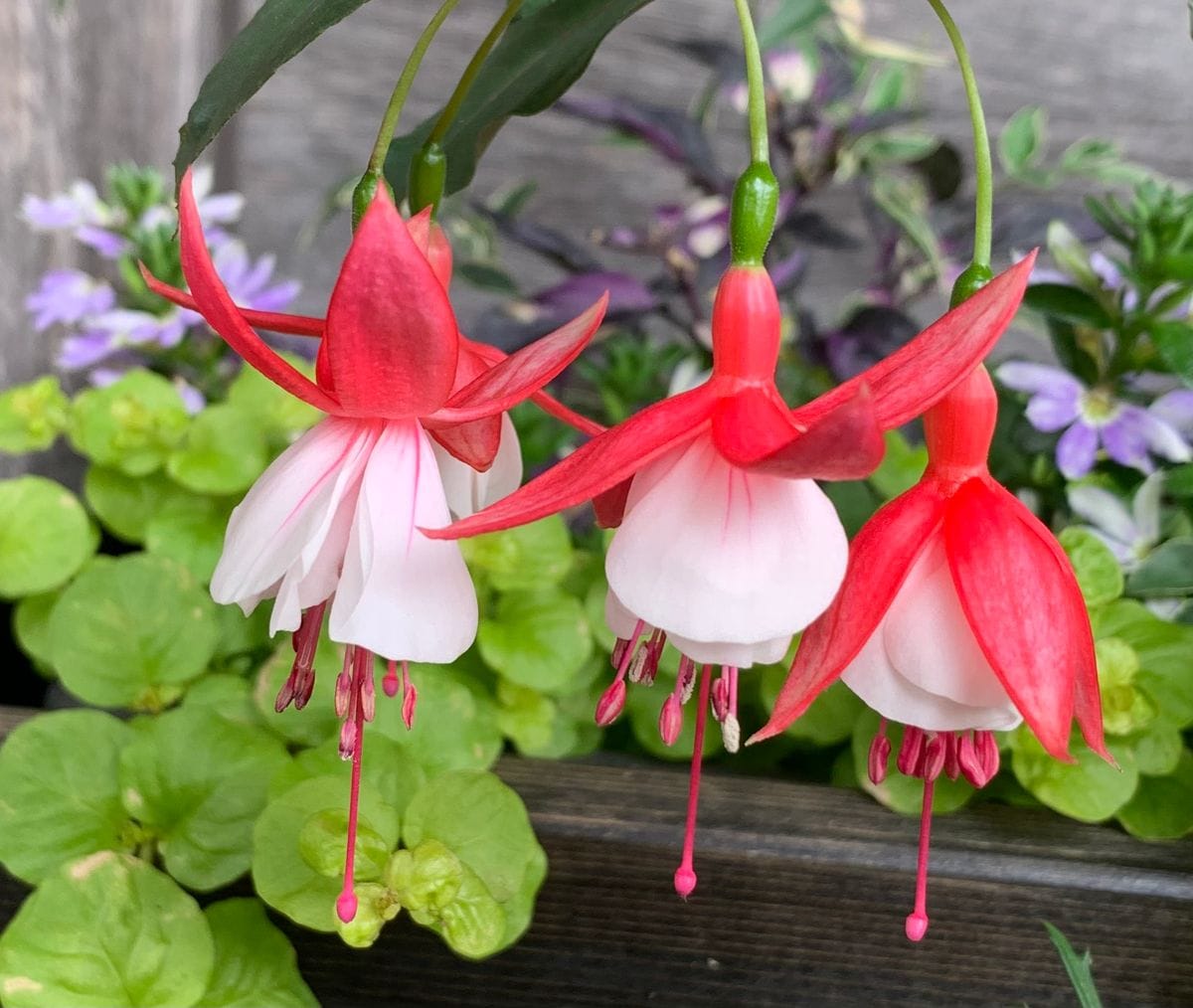 今日の花