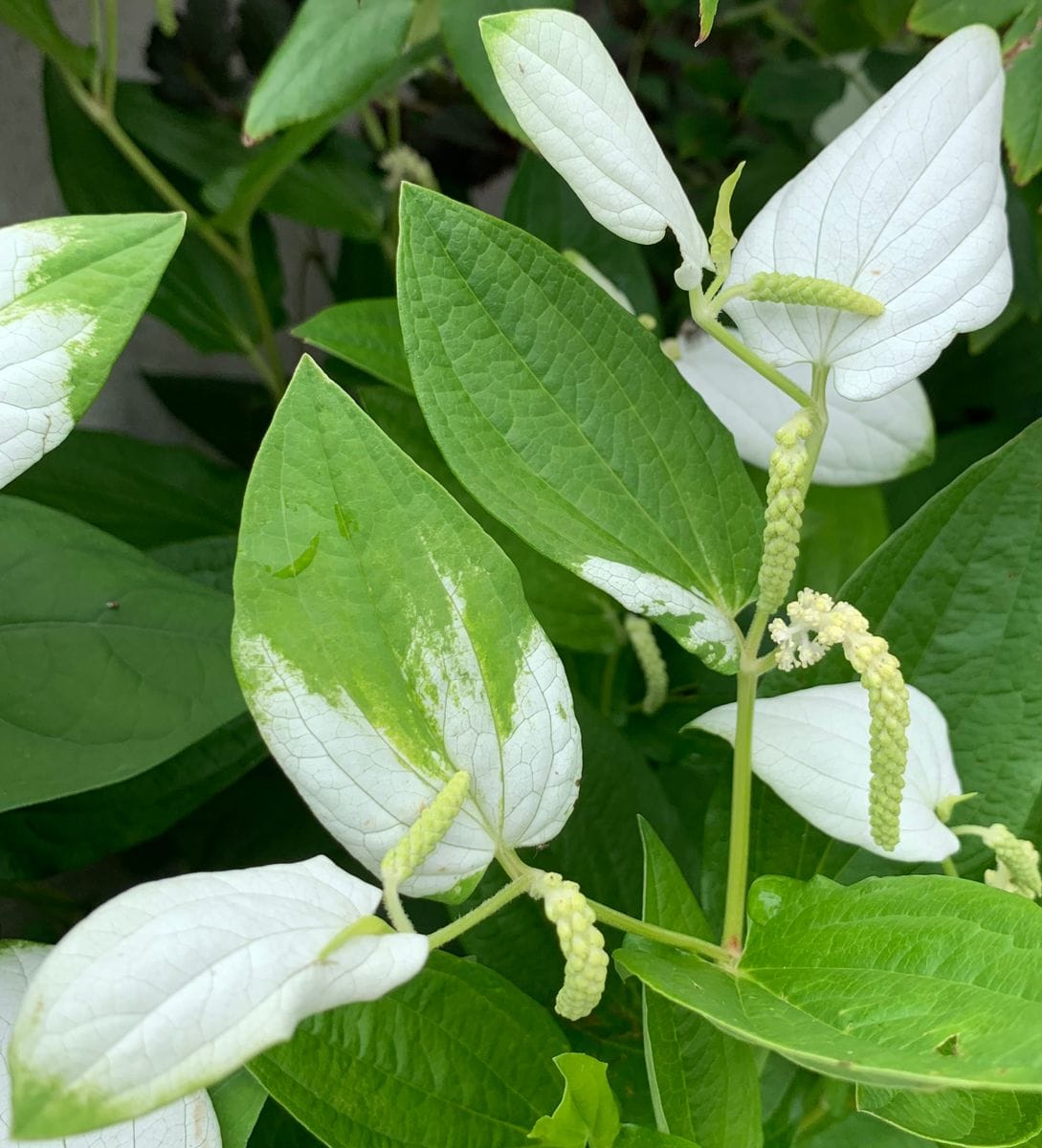 今日の花