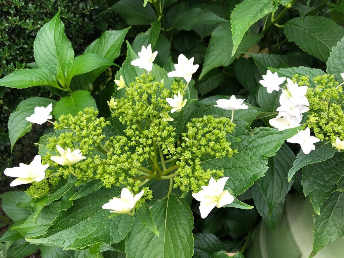 墨田の花火