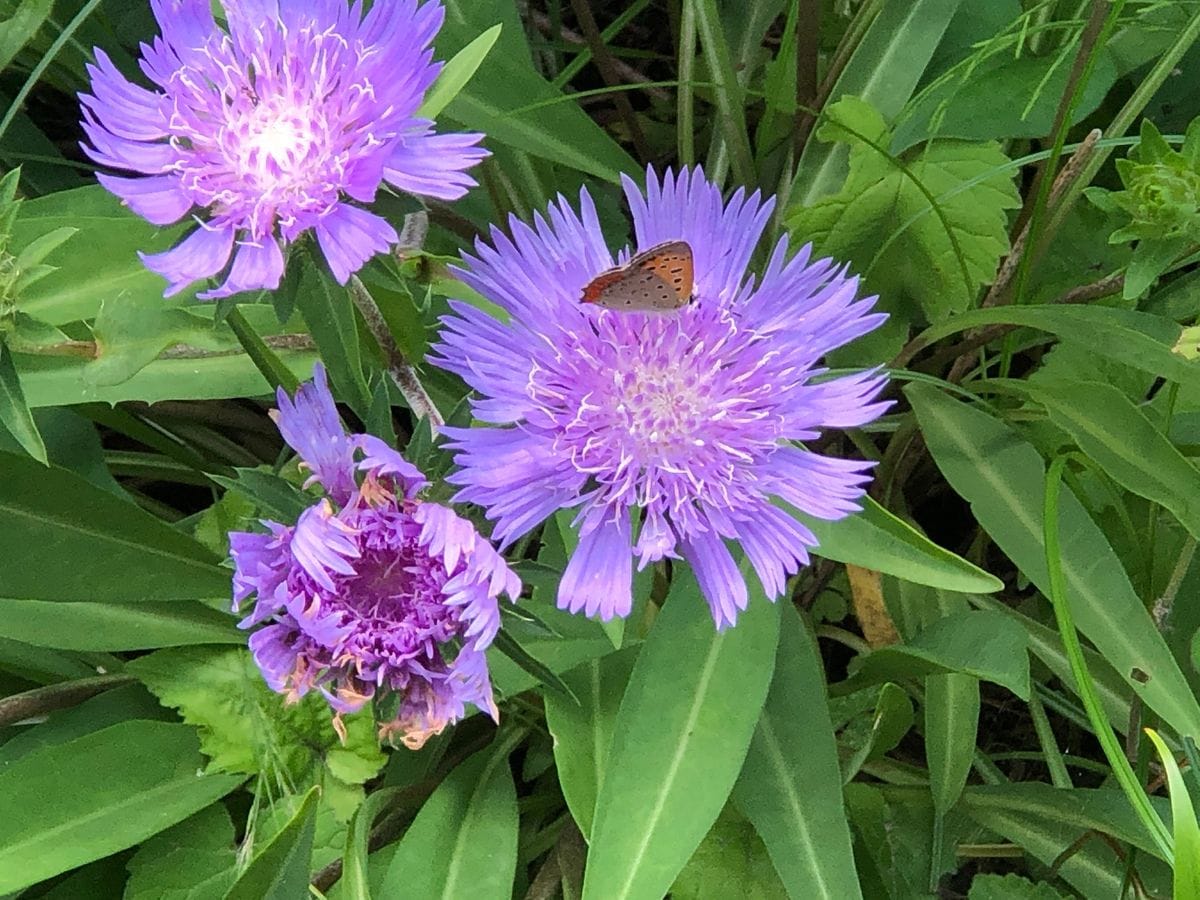 墨田の花火