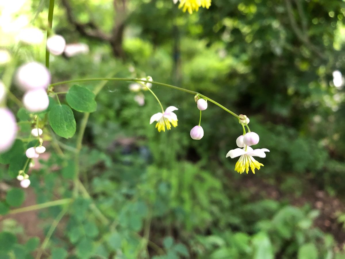 墨田の花火