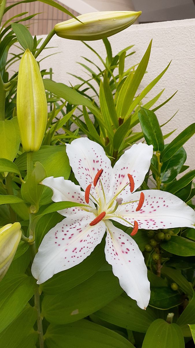 ふくおかルーバルガーデン６～梅雨時☔️💧🐌の庭たより…アガパンサス💙の開花、白いカサブランカ～💕