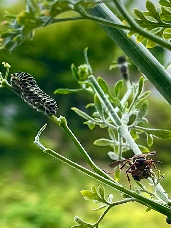 植物と生物。（虫画像付きでーす。）