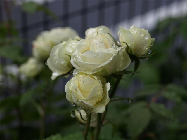 雨の中の薔薇