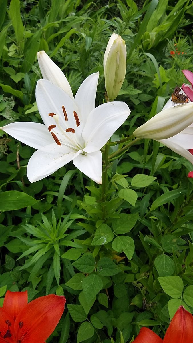 荒れ地を花畑にする作戦